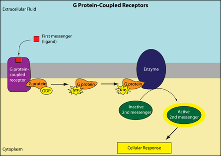 receptors coupled examples transduction epinephrine sandwalk regulating glycogen nishiohmiya lpbi juxtacrine